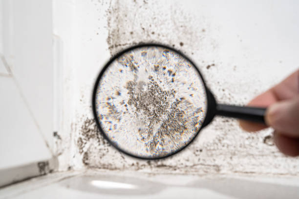 Best Residential Mold Inspection & Testing  in USA